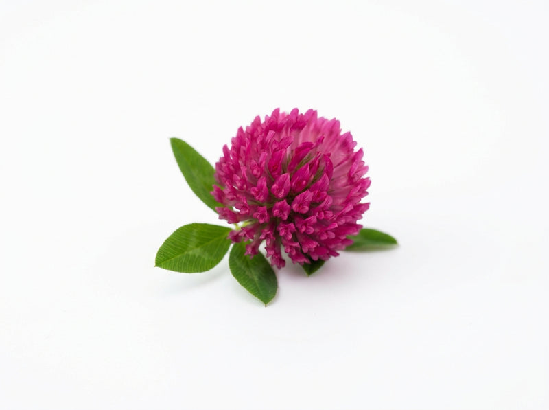 Red Clover