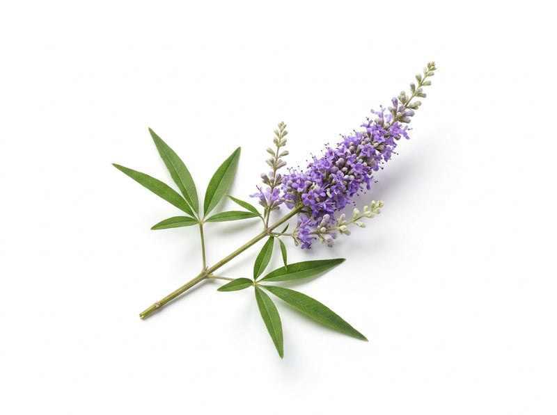 Vitex (Chasteberry)