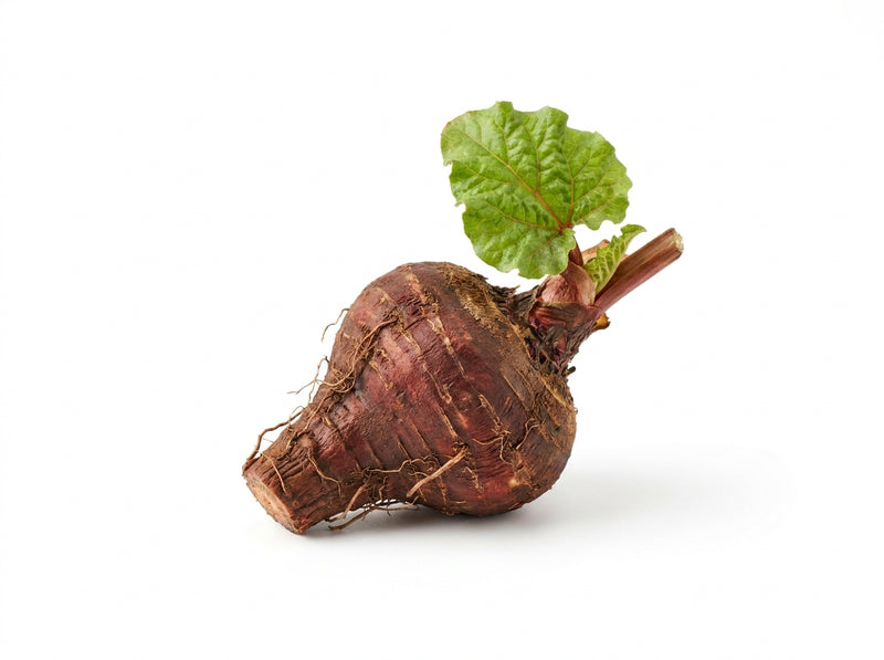 Siberian Rhubarb
